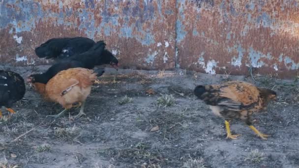民家の庭の通りに穀物をついばむ鶏 — ストック動画