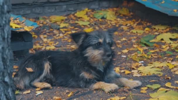 Cão Vadio Amarrado Deitado Chão Folhas Outono Amarelas — Vídeo de Stock