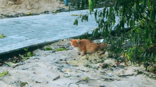 Gato Callejero Arena Debajo Del Árbol Baño — Vídeos de Stock