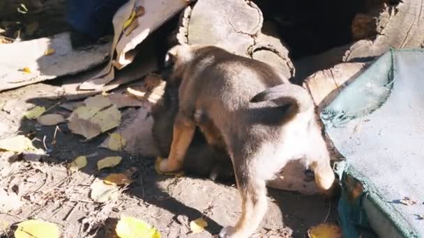 One Stray Puppy Attacked Another Pats Him Paw While Playing — Stock Video