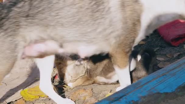 Cachorros Sin Hogar Jugar Con Mamá Calle Comer Leche Ella — Vídeo de stock