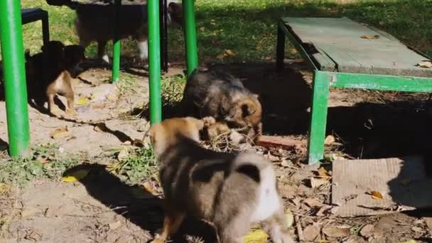 chiots sans abri jouent dehors, courir après maman et elle s'enfuit d'eux 
