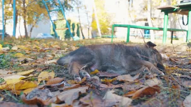 Sad Homeless Puppy Lies Leaves Courtyard House Urban Environment — Stock Video