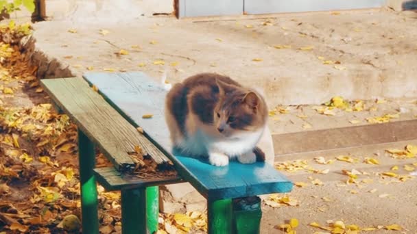 住宅の中庭のベンチに座っている通り野良猫 — ストック動画