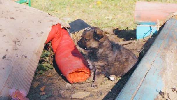 Dakloze Pup Triest Stortplaats Buurt Van Het Afval Achtergelaten Door — Stockvideo