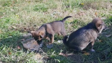 sokakta bir kase gelen yemekler yiyen iki evsiz kukla