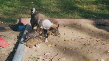 evsiz yavru doğurmak anne bir konut avlusunda sokakta oynamaya olmadan inşa
