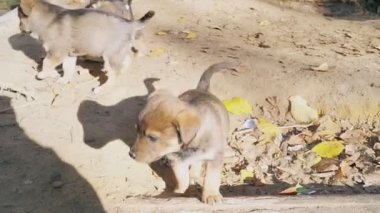 Sokak, evsiz kukla birbirlerine eğleniyor git