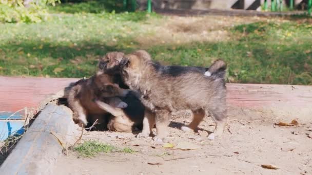 Cachorros Callejeros Sin Raza Jugar Perezosamente Fuera — Vídeos de Stock