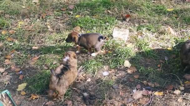 Stray Homeless Puppies Breed Playing Grass Autumn — Stock Video