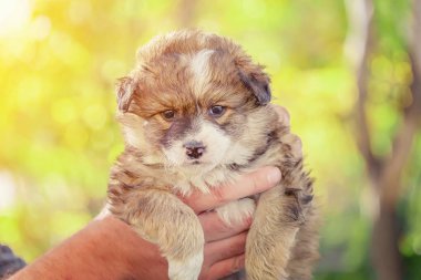 melez köpek yavrusu--dan a sığınak erkek ellerine almış. evlat edinme