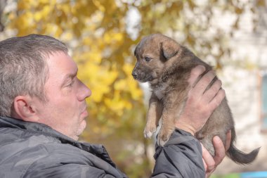 melez köpek yavrusu--dan a sığınak erkek ellerine almış. evlat edinme