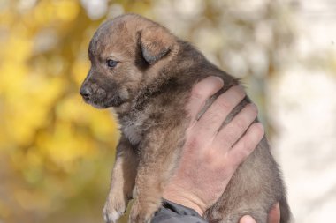 melez köpek yavrusu--dan a sığınak erkek ellerine almış. evlat edinme
