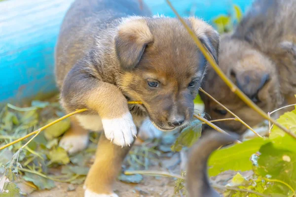 Filhotes Cachorro Mestiços Brincam Uns Com Outros Abrigo Animais — Fotografia de Stock
