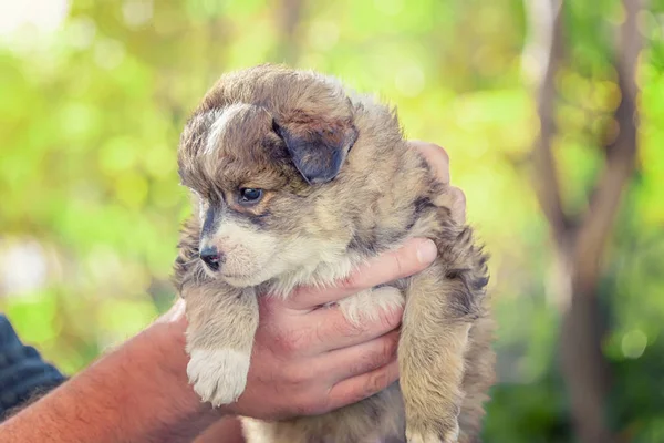 Cachorro Mestizo Tomado Refugio Manos Masculinas Adopción — Foto de Stock