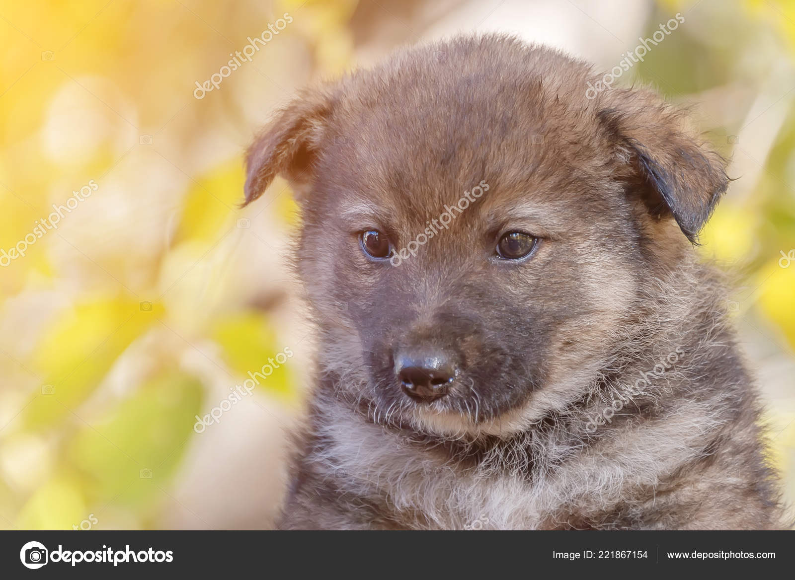 mongrel puppies