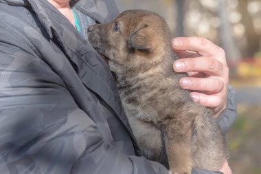 melez köpek yavrusu--dan a sığınak erkek ellerine almış. evlat edinme