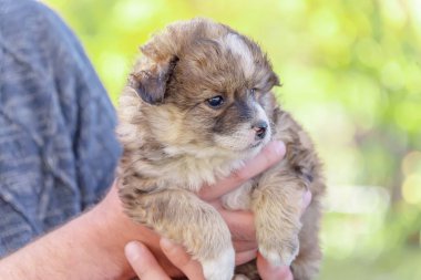 melez köpek yavrusu--dan a sığınak erkek ellerine almış. evlat edinme