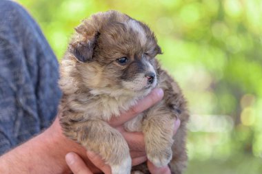 melez köpek yavrusu--dan a sığınak erkek ellerine almış. evlat edinme