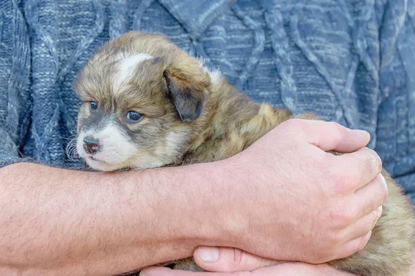 Cachorro Mestizo Tomado Refugio Manos Masculinas Adopción — Foto de Stock