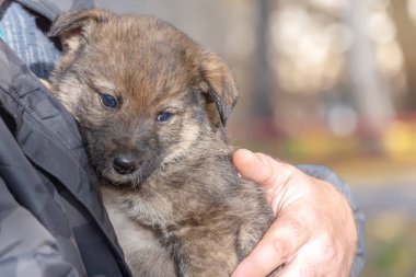 melez köpek yavrusu--dan a sığınak erkek ellerine almış. evlat edinme