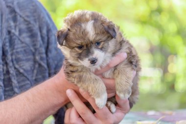 melez köpek yavrusu--dan a sığınak erkek ellerine almış. evlat edinme