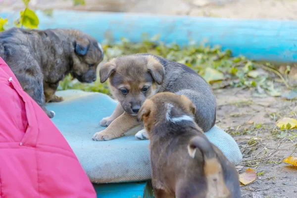 Filhotes Cachorro Mestiços Brincam Uns Com Outros Abrigo Animais — Fotografia de Stock