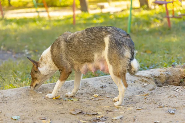 Кормящая Собака Ждет Щенков Кормления Бездомные Животные — стоковое фото