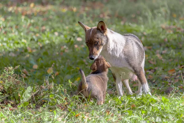 Cachorros Sin Hogar Con Mamá Parque — Foto de Stock