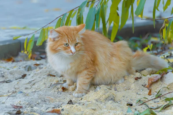 Rote Katze Sitzt Auf Dem Sand Und Hoppelt — Stockfoto