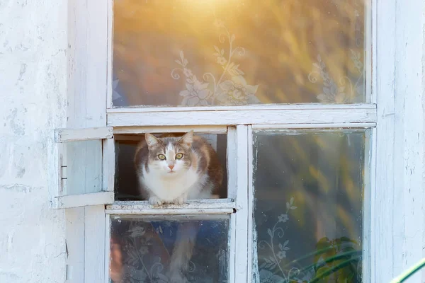 Cat Sits Window Looks Out — Stock Photo, Image