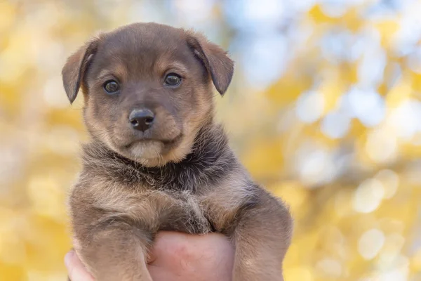 Adamların Ellerinde Köpek Yavrusu Hayvanları Için Bir Barınak Bir Köpek — Stok fotoğraf