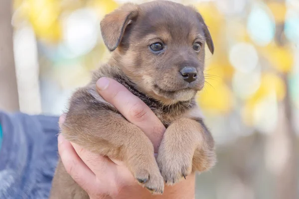 Cachorro Las Manos Los Hombres Refugio Para Los Animales Adopción — Foto de Stock