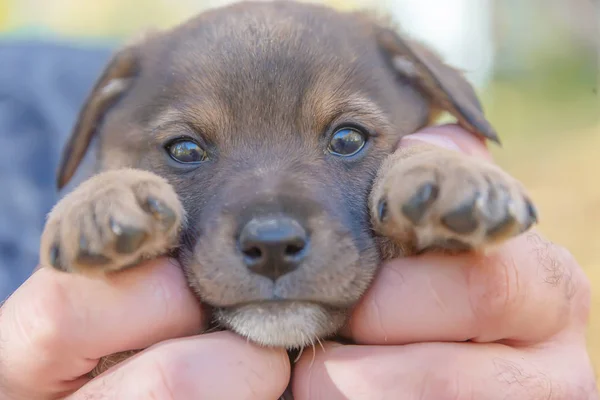 Cachorro Las Manos Los Hombres Refugio Para Los Animales Adopción — Foto de Stock