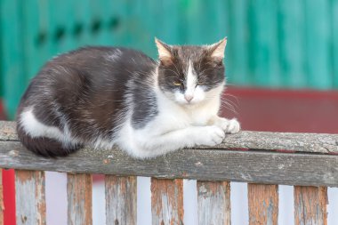 güneşli bir günde bir çit oturan siyah ve beyaz kedi