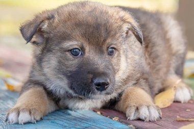 sonbahar yaprakları içinde evsiz melez köpek yavrusu. hayvan barınağı
