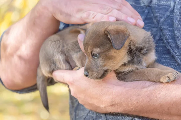 Valpen Händerna Männen Ett Härbärge För Djur Antagandet Valp Hund — Stockfoto