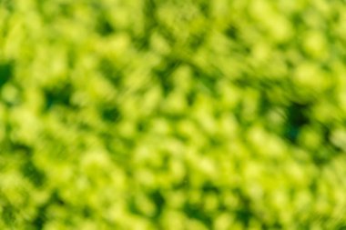 yeşil çim dokusu. seçici odak