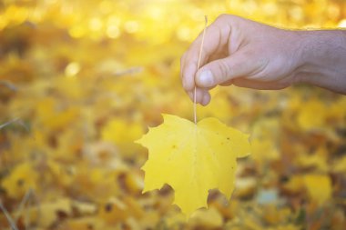 sonbaharda akçaağaç yaprakları elini tutar