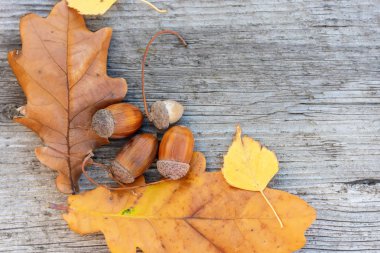 meşe palamutları ve meşe ahşap arka plan üzerinde bırakır. Sonbahar natürmort. Kopya alanı.