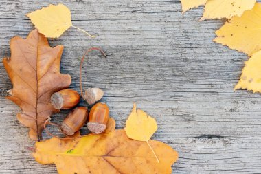 meşe palamutları ve meşe ahşap arka plan üzerinde bırakır. Sonbahar natürmort. Kopya alanı.