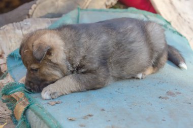 sokakta melez evsiz köpek yavrusu. hayvan barınağı
