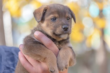 Adamların ellerinde köpek yavrusu. hayvanları için bir barınak. bir köpek yavrusu kabulü. köpek oyunları