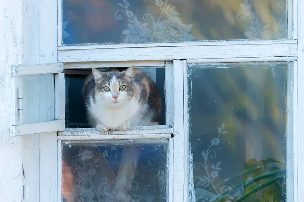 고양이 창에와 밖으로 보이는 — 스톡 사진