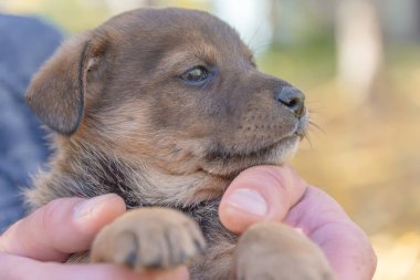 köpek yavrusu bir man's taraftan paws. hayvan barınağı. köpek evlat edinmek