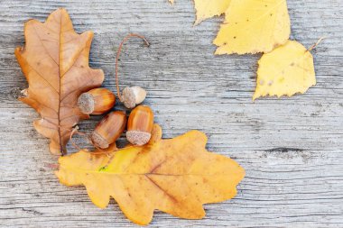meşe palamutları ve meşe ahşap arka plan üzerinde bırakır. Sonbahar natürmort. Kopya alanı.