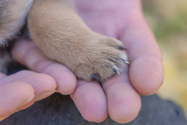 Kiskutya Láb Egy Férfi Kezét Állat Menedék Puppy Elfogadása — Stock Fotó