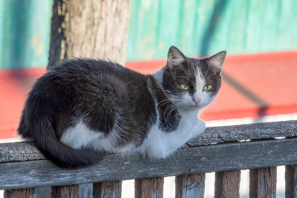 Svart Och Vit Katt Sitter Ett Staket Solig Dag — Stockfoto