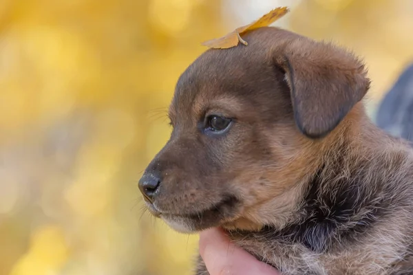 Cachorro Las Manos Los Hombres Refugio Para Los Animales Adopción — Foto de Stock