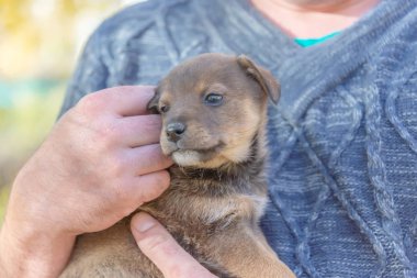 Adamların ellerinde köpek yavrusu. hayvanları için bir barınak. bir köpek yavrusu kabulü. köpek oyunları